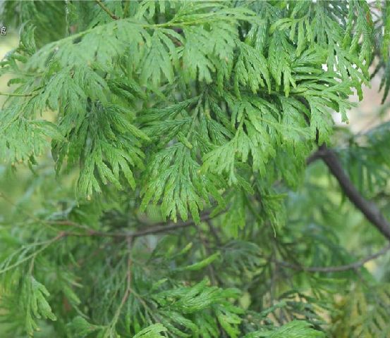  p>美国扁柏(学名: i>chamaecyparis lawsoniana /i> (a. murr.