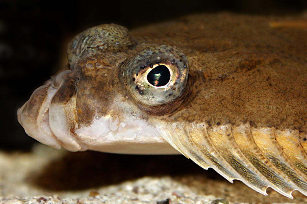  p>太平洋大比目鱼为海中最大的鱼之一,可超过360千克.