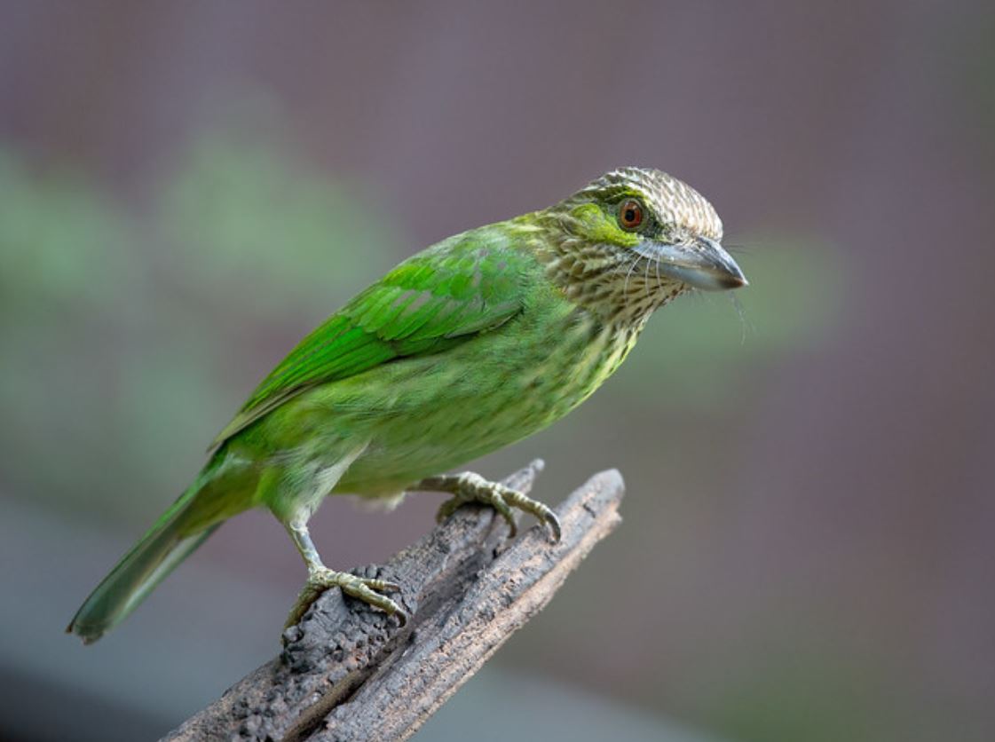  p>黄纹拟啄木鸟(学名: i>psilopogon faiostrictus /i>):小型 a href