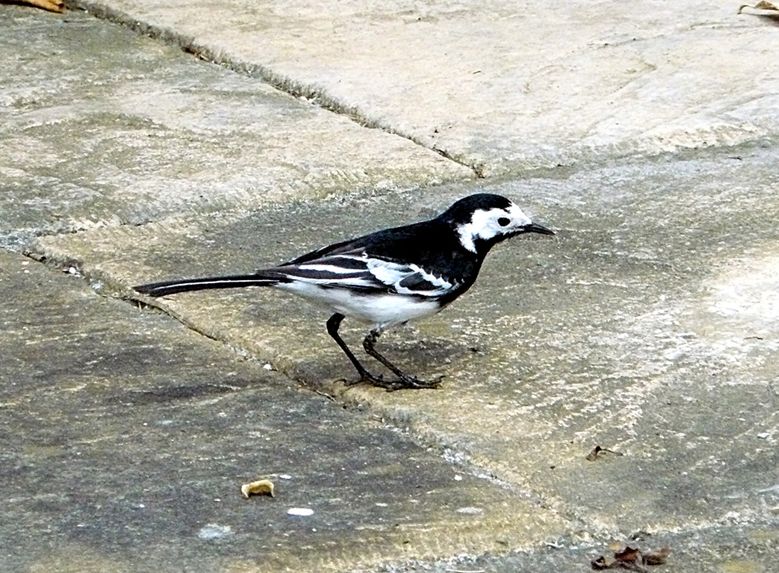  p> b>白鹡鸰(学名: /b> b> i>motacilla alba /i> /b> b>): /b>是雀