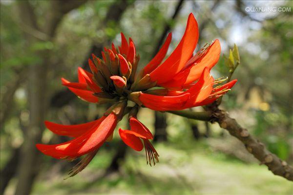  p>刺桐(学名: i>erythrina variegata /i> linn.
