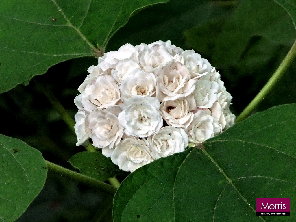  p data-id="tzamtllimhqb">臭茉莉唇是形科大青属 a target="_blank"