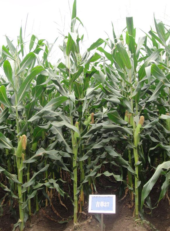 target="_blank" href="/item/玉米品种/5474295" data-lemmaid="