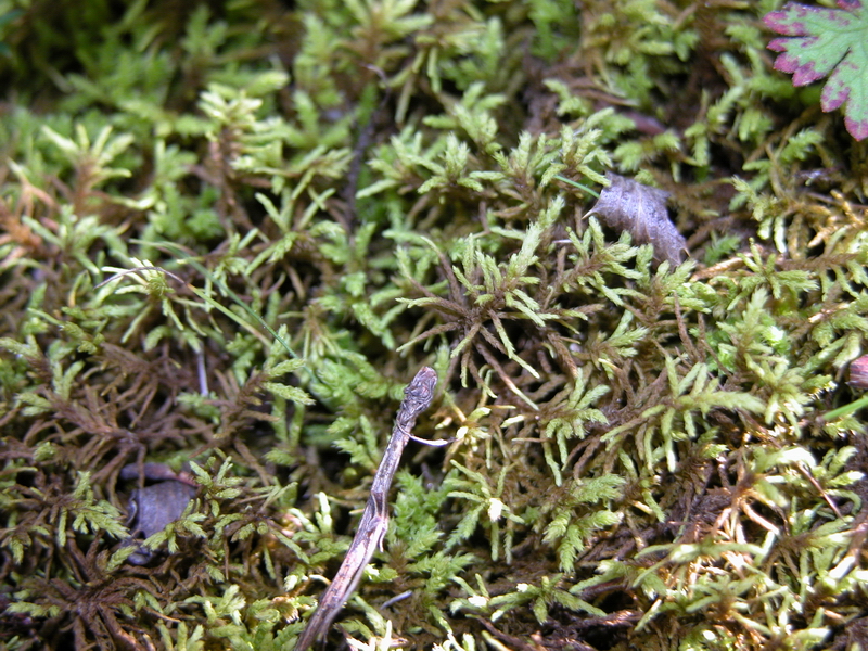 bazzania yoshinagana