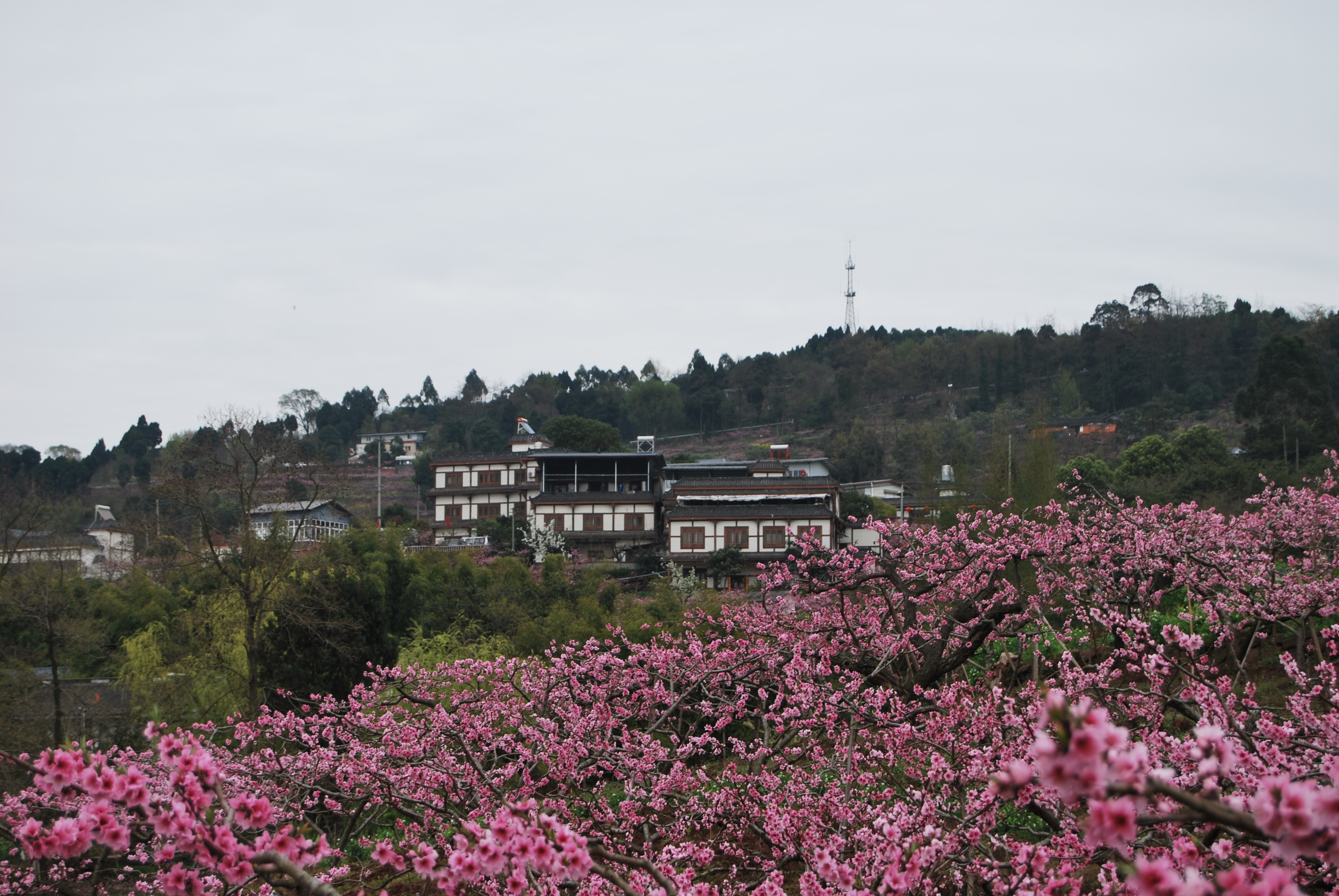 桃花故里
