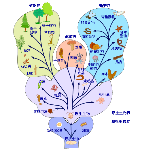 界门纲目科属种（生物分类学名词）_百度百科