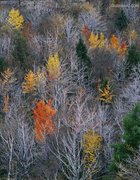  p>阔叶林:由 b> a target="_blank" href="/item/阔叶树">阔叶树 /a>