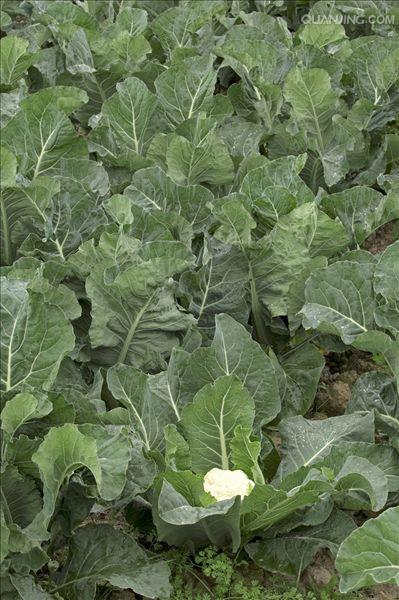  p>花椰菜,又称花菜,菜花或椰菜花,花椰菜为 a target="_blank" href=