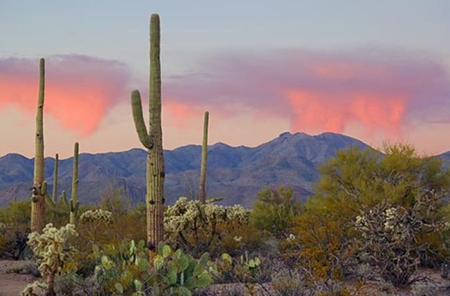  p>索诺拉沙漠(the sonoran desert),又译 a href="#">索诺兰沙漠 /a>