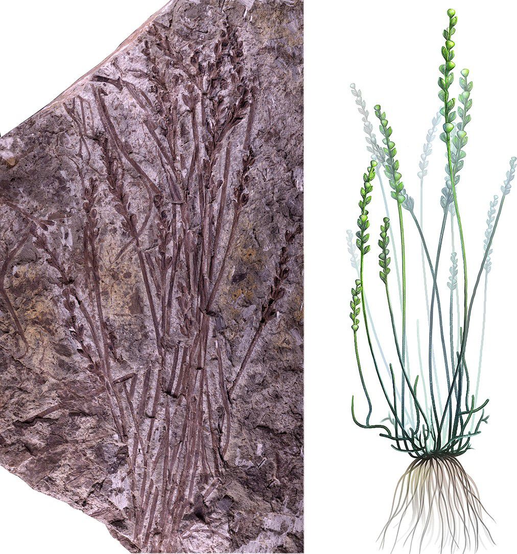  p>蕨类植物是一群最古老的高等植物,根据化石材料,大概在上志留纪到