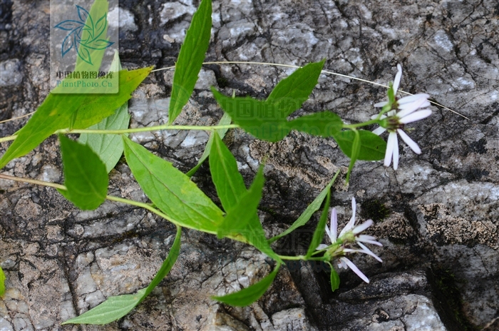 aster homochlamydeus