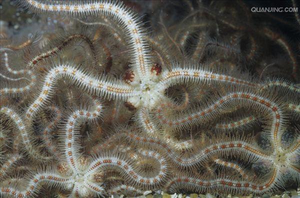 海蛇头大而短,尾侧扁,背面黄色,黄绿色或绿色,有暗灰色横带斑纹;各横