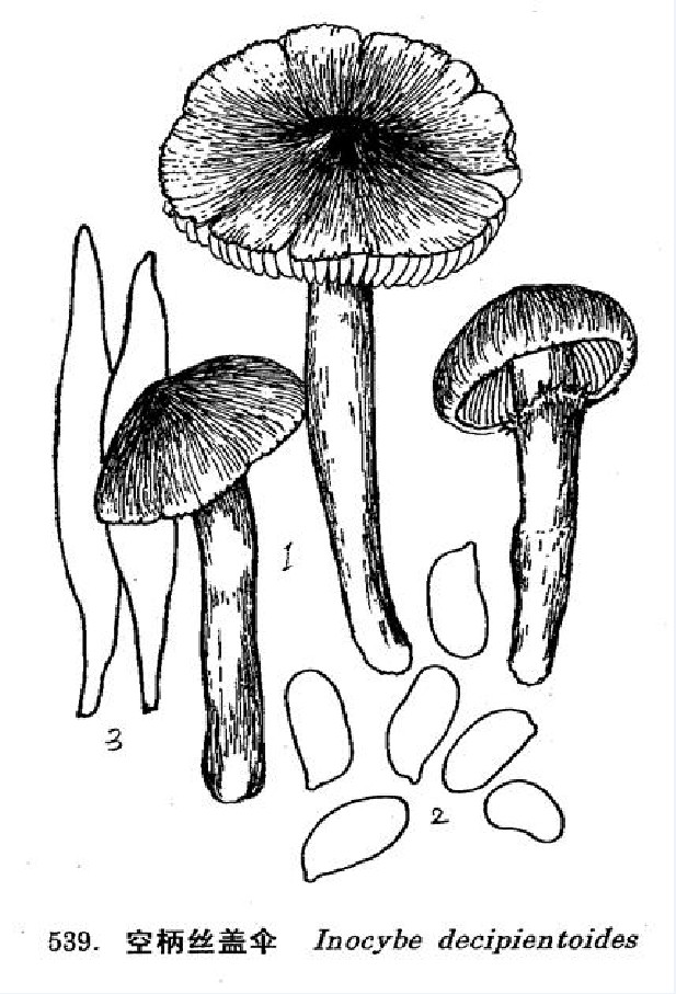  p>空柄丝盖伞,蘑菇的一种,形态特征子实体小,生态习性生混交林中地上