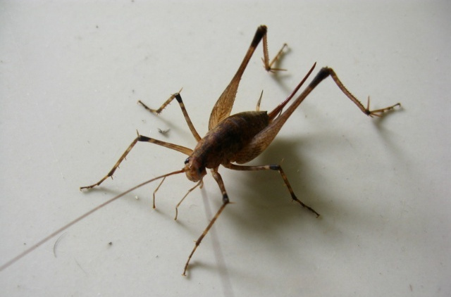 属于直翅目穴螽科.此昆虫一年四季都可以见到.