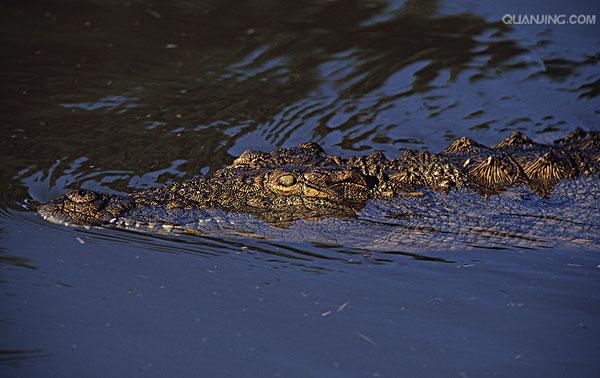  p>尼罗鳄(学名: i>crocodylus niloticus /i>),是非洲最大的鳄鱼和最