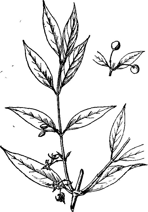 gardneria lanceolata