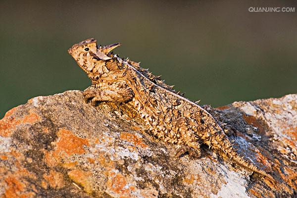 phrynosoma coronatum blainvile,别名冠状角蜥,英文名horned toad