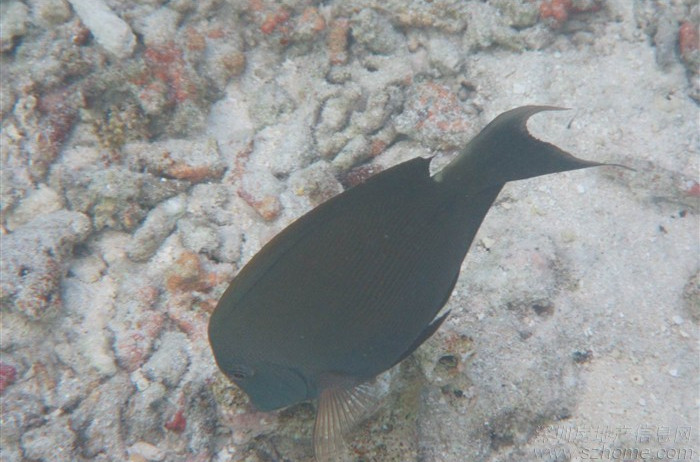  p>侧条厚唇鱼( a href="#" data-lemmaid="8074290">学名 /a>:across