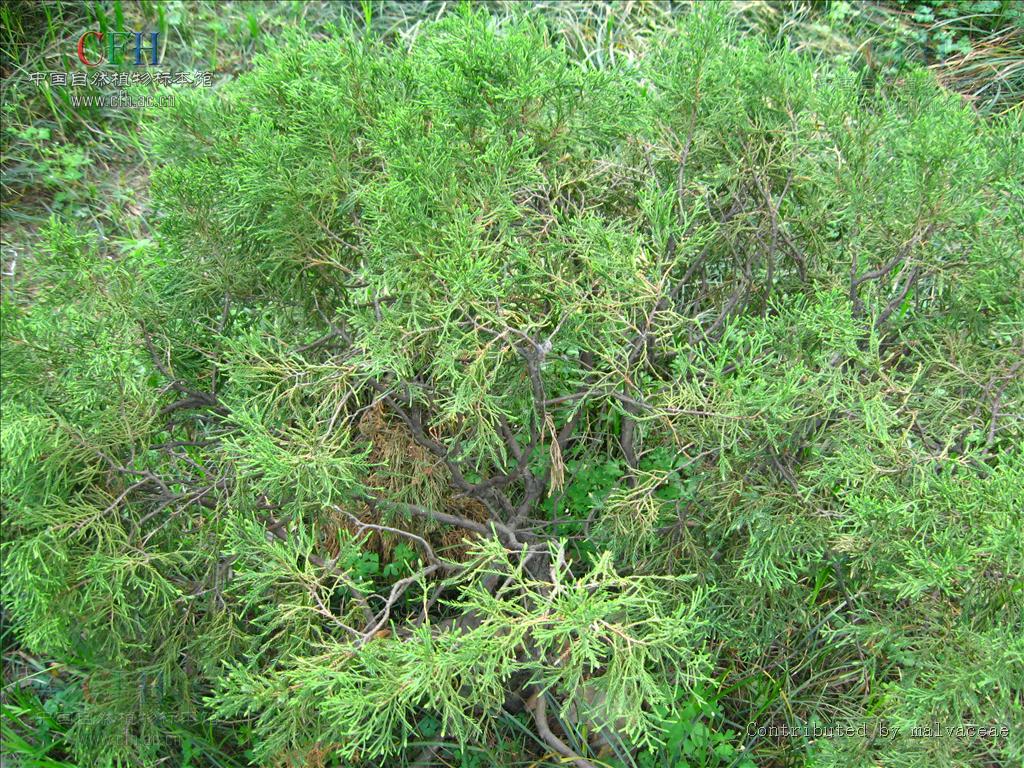  p>铺地柏(学名: i>sabina procumbens /i>  (endl.