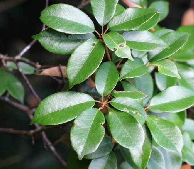 cyclobalanopsis chungii (metc.) y. c. hsu et h. w. jen ex q. f.