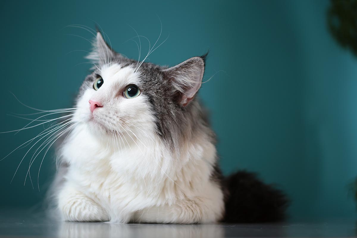 这是斯堪地半岛特有的品种,其起源不明,常常以像妖精的猫出现在北欧的