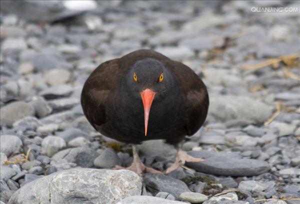 (拉丁名: i>haematopus ostralegus /i>)是中型涉禽,体羽以纯黑色或黑