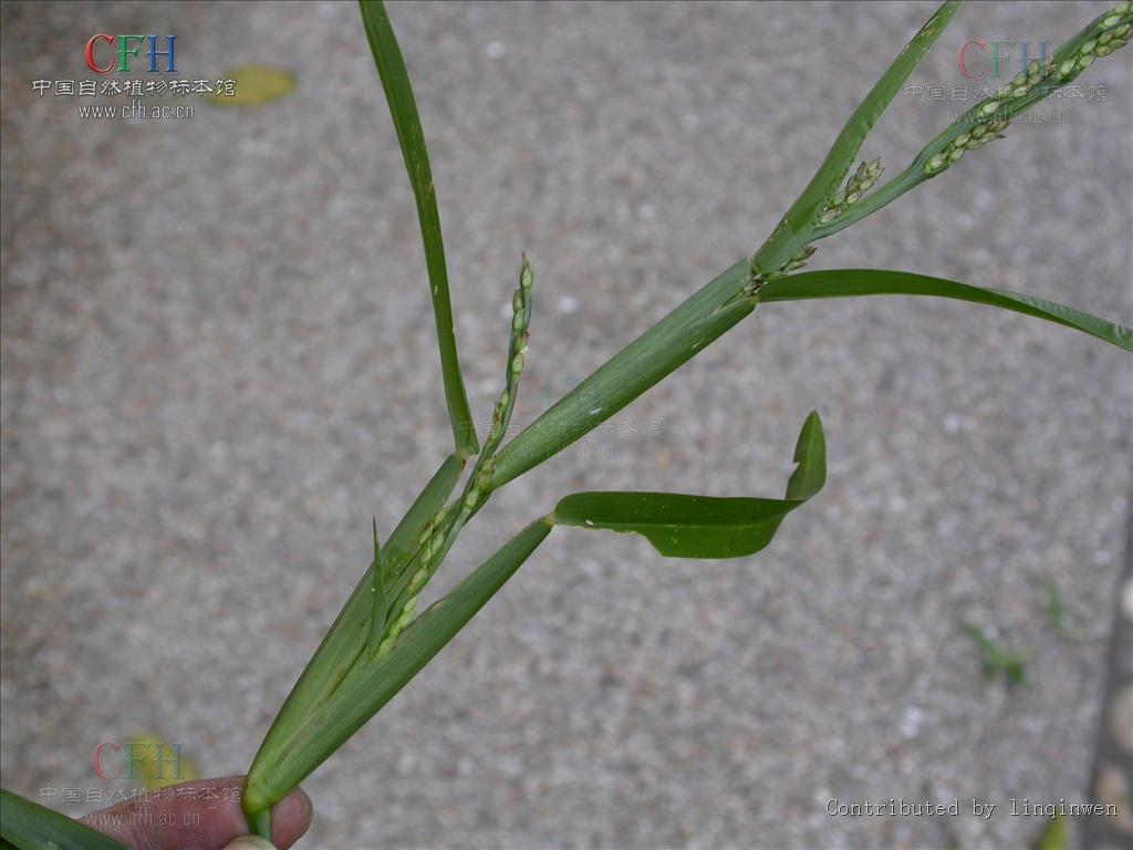  p data-id="gnx0feu2o1">钝叶草属(学名:st