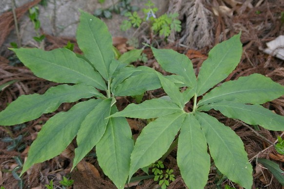 arisaema calcareum h. li