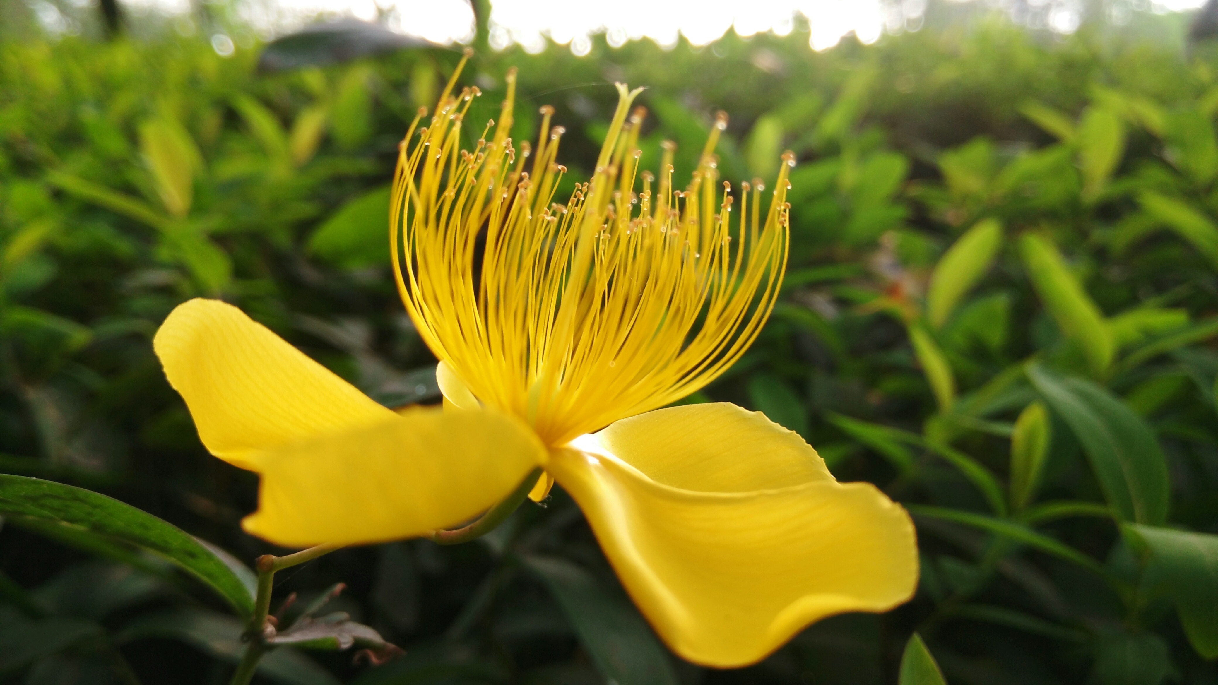  p>金丝梅(拉丁学名: i>hypericum patulum  /i>thunb.