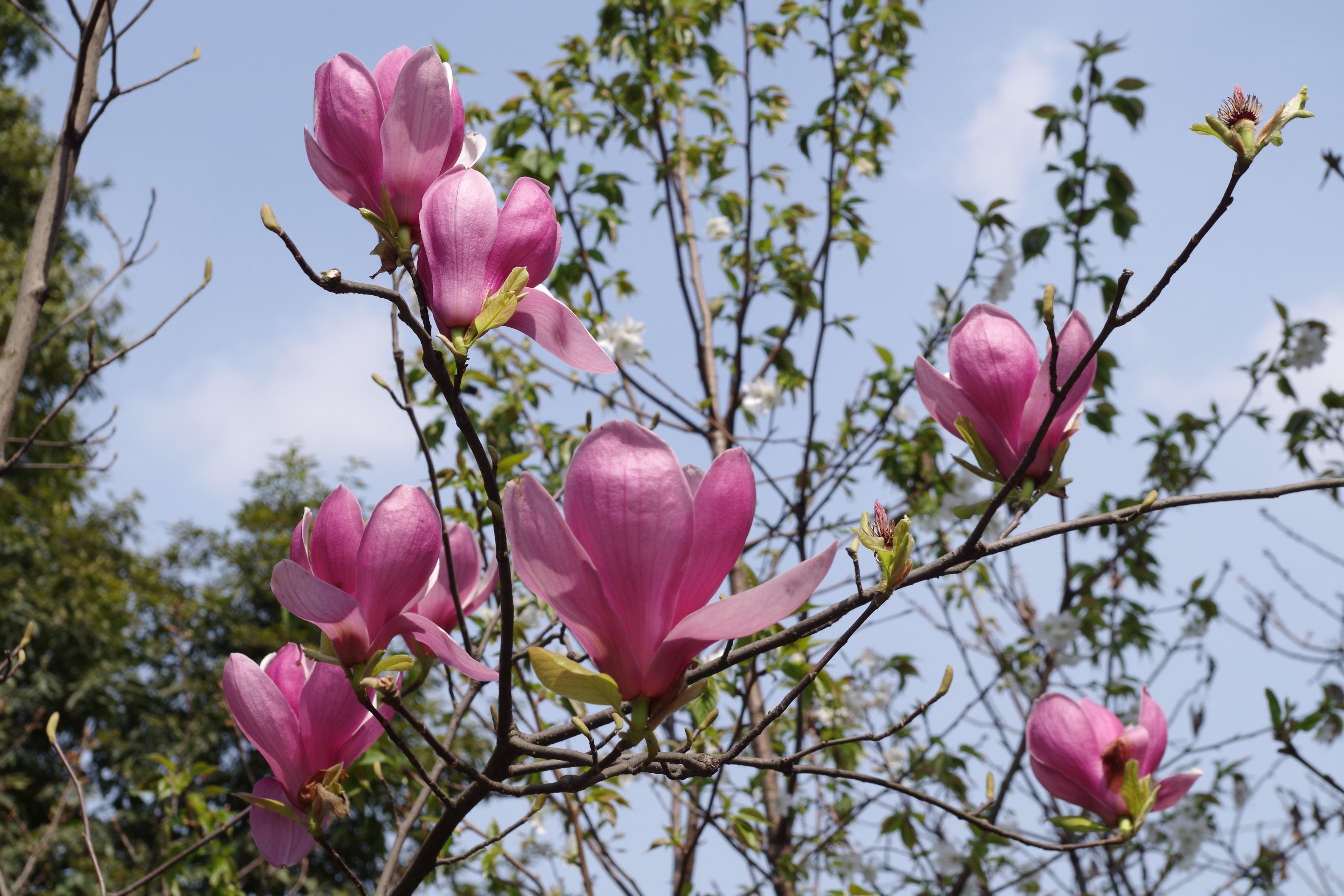 木兰科木兰属,又名木兰, a target="_blank" href="/item/辛夷