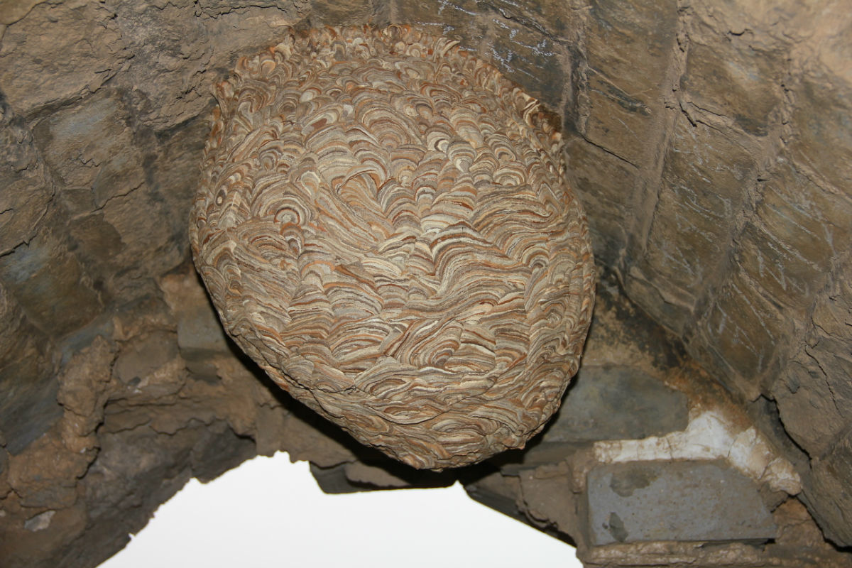  p>土蜂窝是土蜂利用 a target="_blank" href="/item/金龟子/3710"