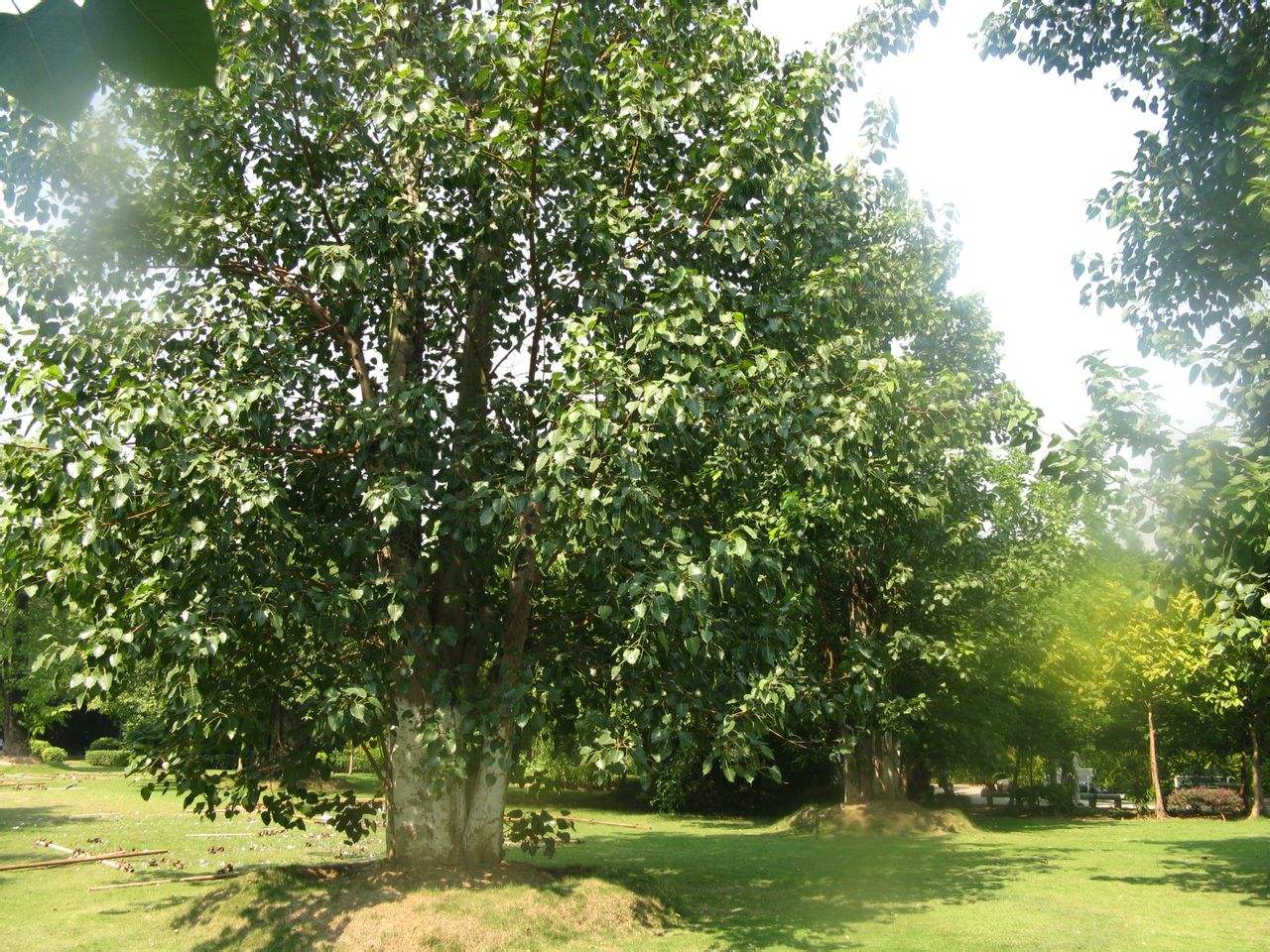  p>榕叶树参为 a href="#" data-lemmaid="10213453">树参属 /a>小