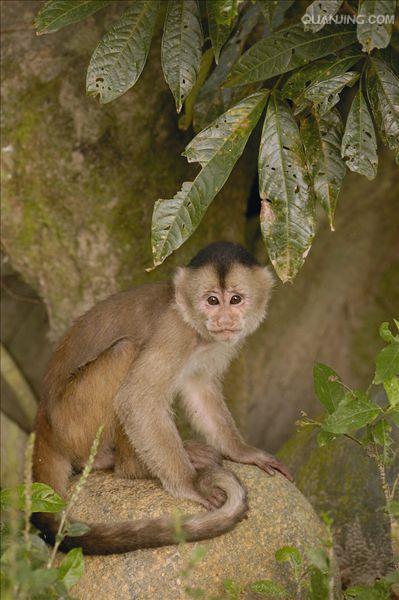  p>白额卷尾猴是一种 a href="#" data-lemmaid="1970436">卷尾猴科 