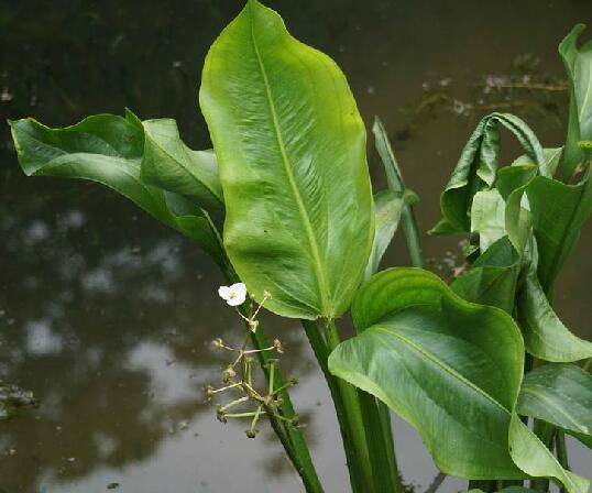 是泽泻科泽苔草属植物,多年生水生草本.