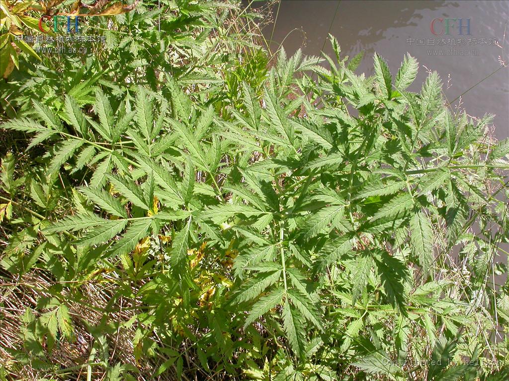  p>毒芹属(学名: i>cicuta /i>&nbsp;l.