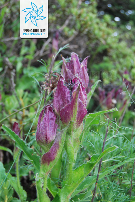  p>紫苞雪莲(学名:saussurea iodostegia hance)为 a href="#" data