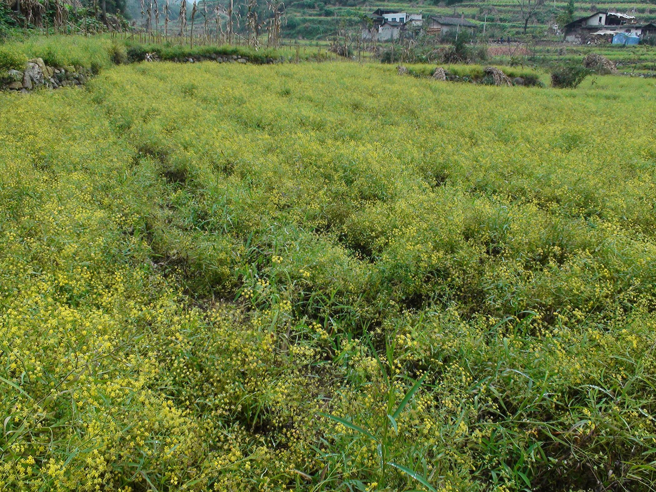 bupleurum aureum fisch.