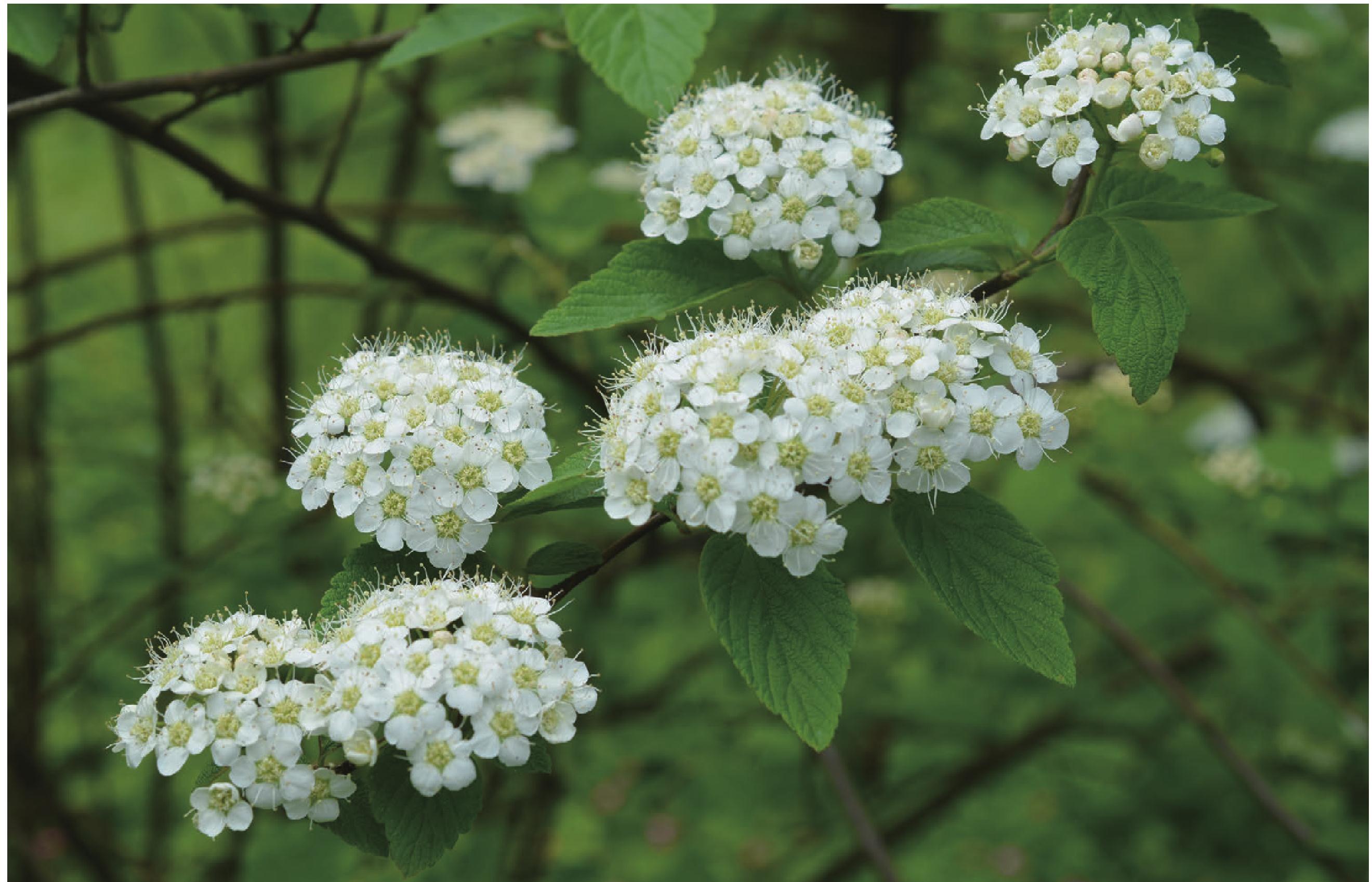 spiraea cantoniensis