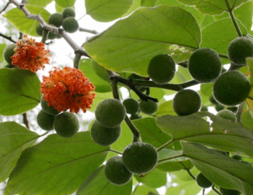  p>楮实子( i>fructus /i>  i>broussonetiae /i>)始载于汉代《名医别