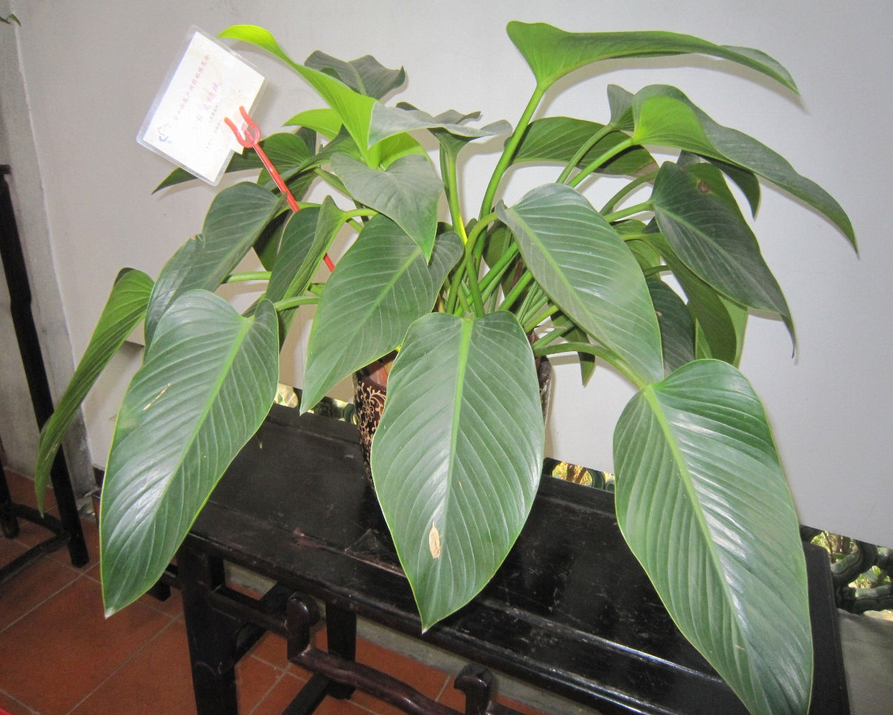  /i>congo)又名金钻, a target="_blank" href="/item/观叶植物