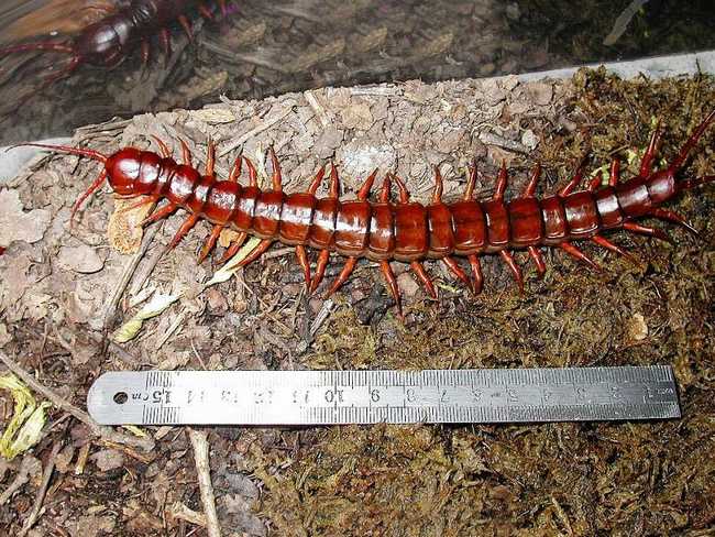  p>蜈蚣为陆生 a href="#" data-lemmaid="417366">节肢动物 /a>,身体