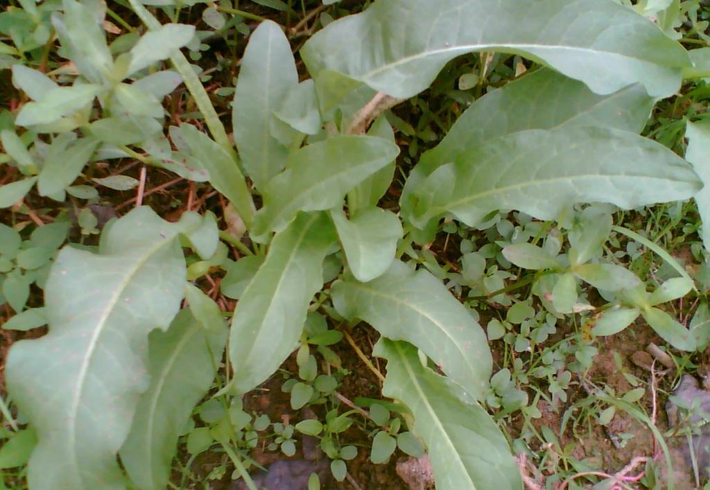 rumex japonicus houtt.