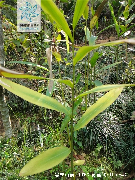 burtt)是姜科,山姜属植物.株高1.5-3米.