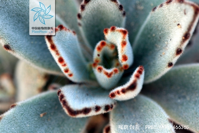 data-id="gnbqx5pfd6">褐斑伽蓝是景天科伽蓝菜属的多年生多肉类植物
