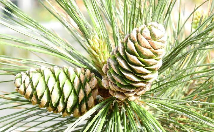  p>偃松(学名: i>pinus pumila  /i>(pall.) regel)是松科松属植物.