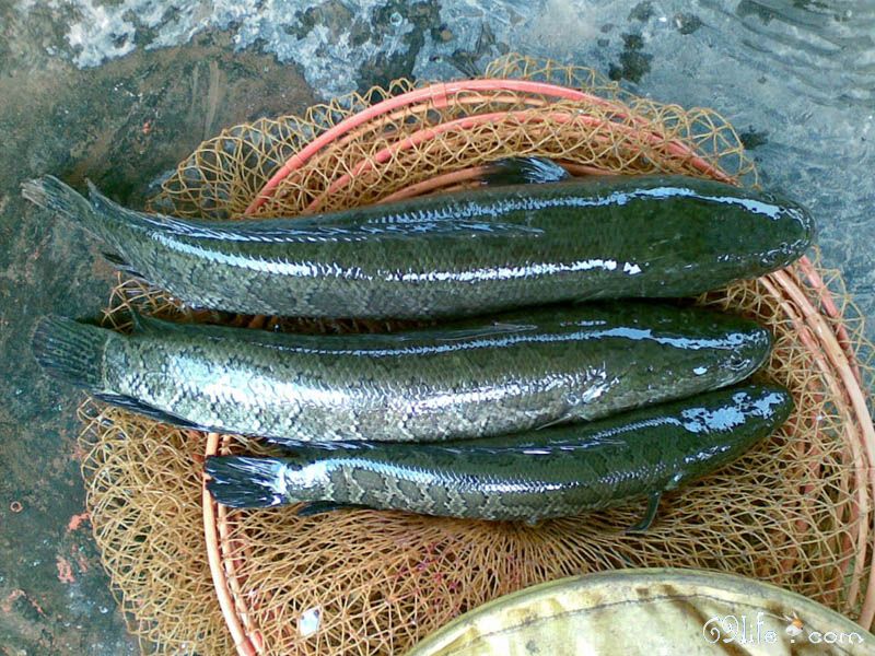 东平湖乌鳢鱼