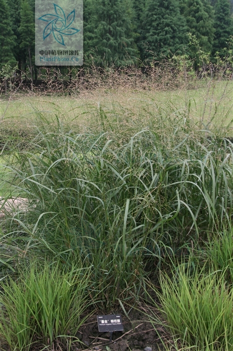  p>柳枝稷( i>panicum virgatum  /i>l i>. /i>)禾本科多年生草本.