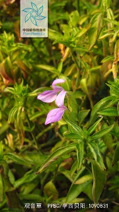 是爵床科观音草属多年生,直立草本植物,高可达1米