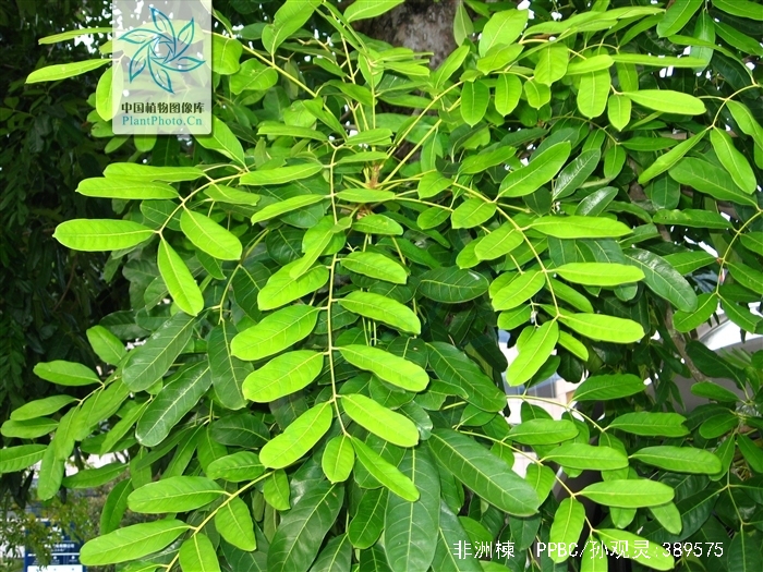  p>非洲楝(学名: i>khaya senegalensis /i> (desr.) a. juss.