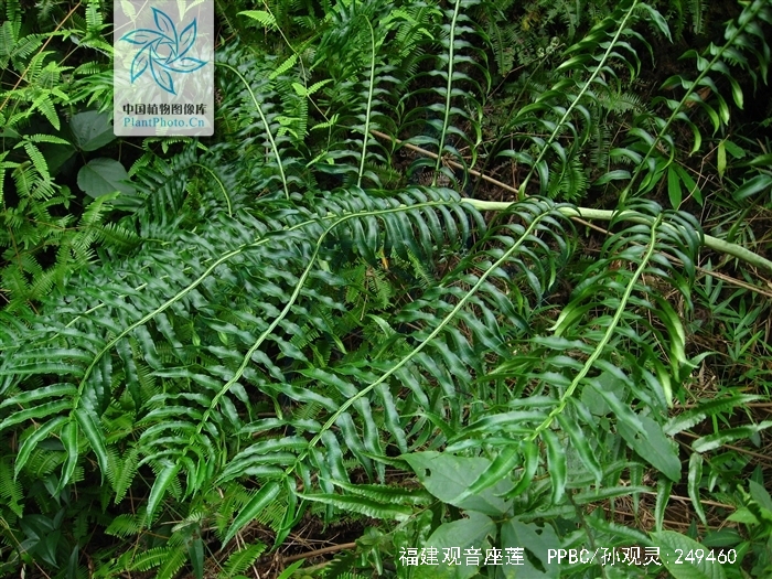 福建观音座莲